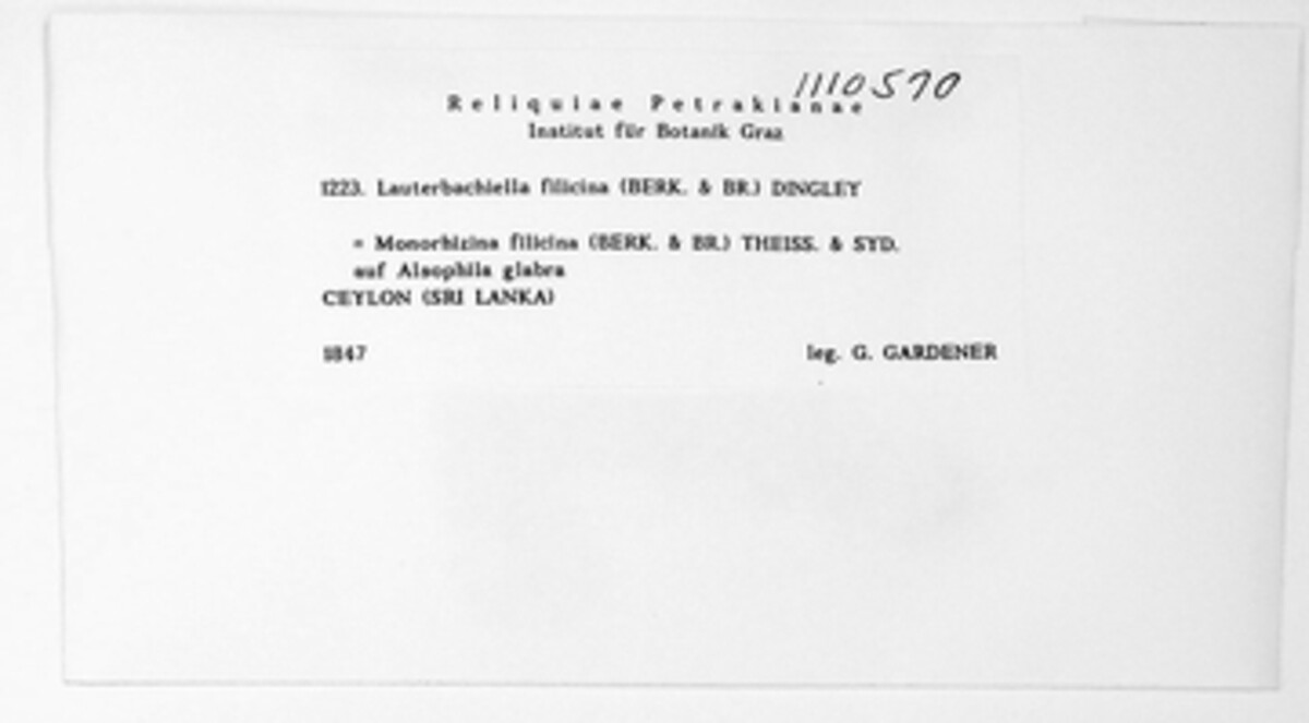 Rhagadolobium filicinum image